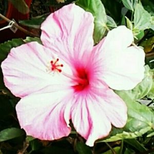 Meet your Posher, Mia